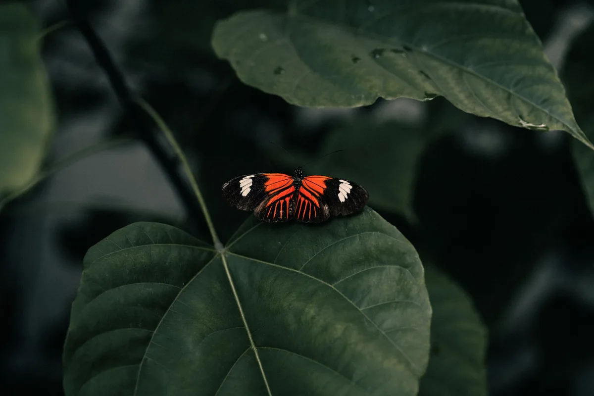 What Is a Butterfly Spread in Options? Explained